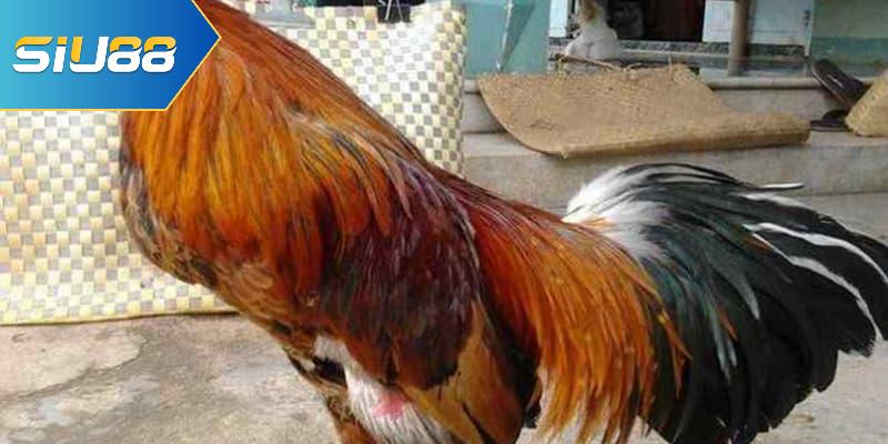 Cách lựa chọn giống gà để đá gà cựa sắt