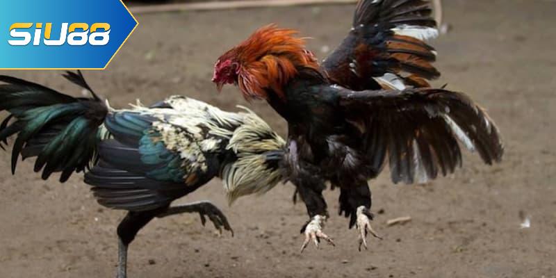 Những bí quyết khi tham gia đá gà cựa sắt bạn nên biết