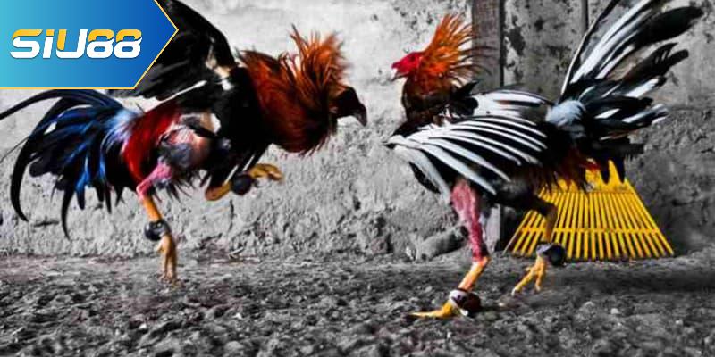 Giới thiệu về hình thức đá gà cựa sắt