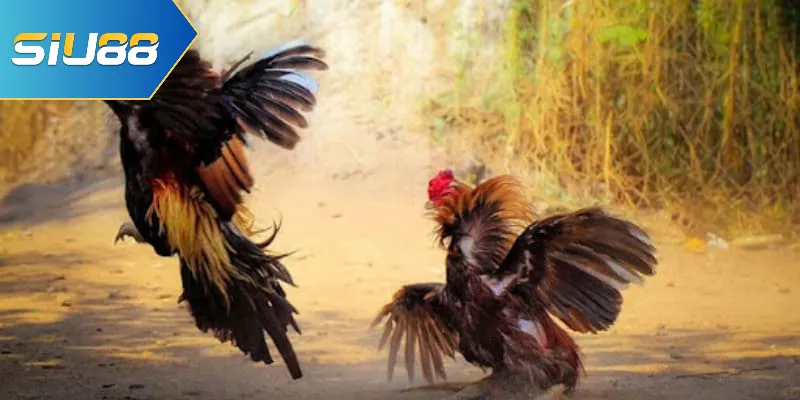 Tìm hiểu về đá gà