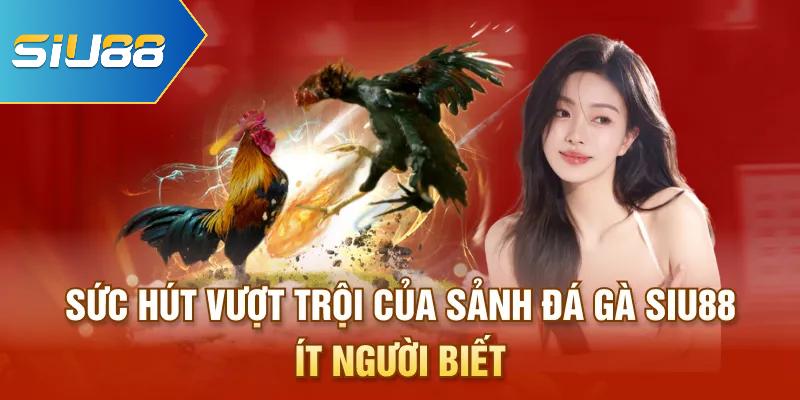 Sức hút vượt trội của sảnh đá gà Siu88 ít người biết